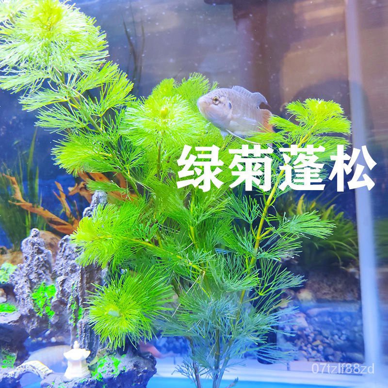 Fish Tank不用水草泥蜈蚣草懒人水草金鱼藻浮萍红丁香鱼缸水草绿菊鱼草 Shopee Malaysia