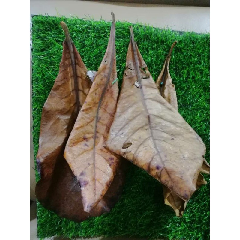 Ready Stock Daun Ketapang Untuk Ikan Guppy