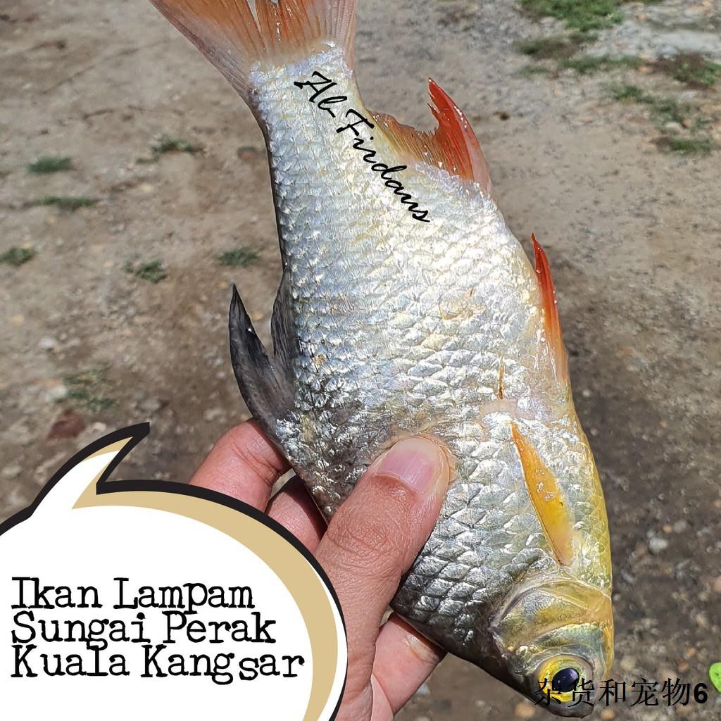 Ikan Lampam Pekasam 300 Gram Serious Sedap Ready Stock Ori Kuala Kangsar Shopee Malaysia