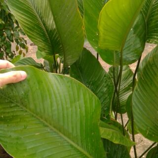 Real In Outdoor Plant Skybird Bird Of Paradise And Sweet Prayer Thaumatococcus Daniellii Shopee Malaysia