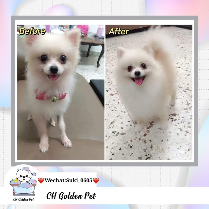 Ready Stock Ch Golden Pet Ch Golden Pet Paw Spa 脚掌 水疗预防 治疗皮肤病 Shopee Malaysia