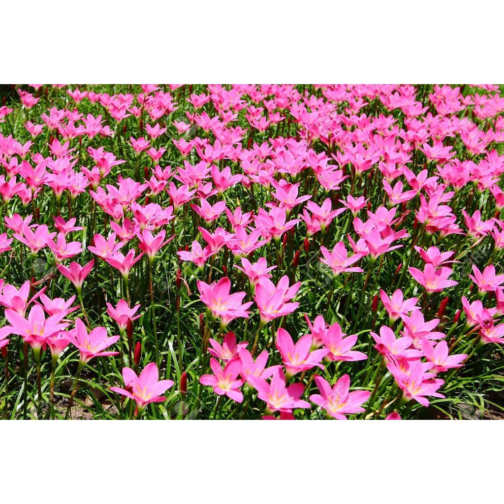 Buy 1pck bulb Rain Lily Pink Color , zephyranthes ,onions Orchid 