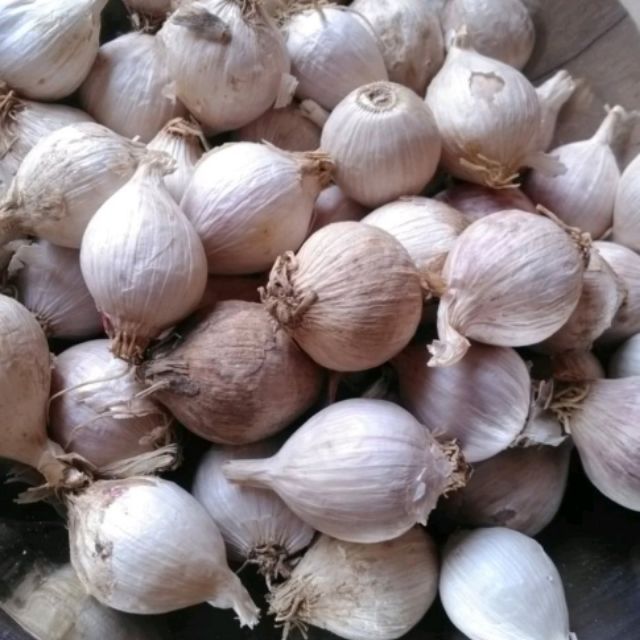 1kg Bawang Putih Tunggal Shopee Malaysia