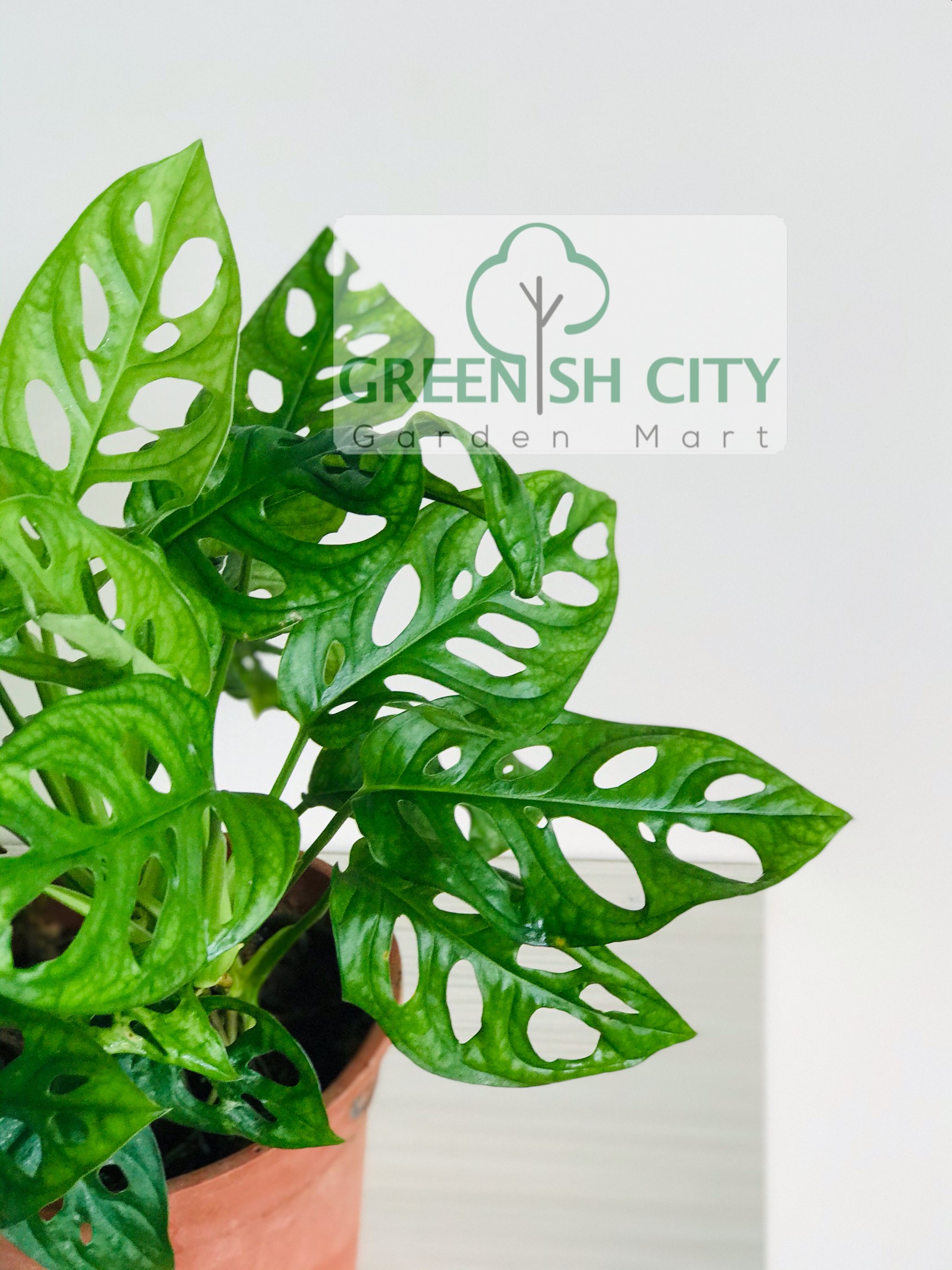 GNC Rare Monstera Obliqua Adansonii Live Plant  Pokok 