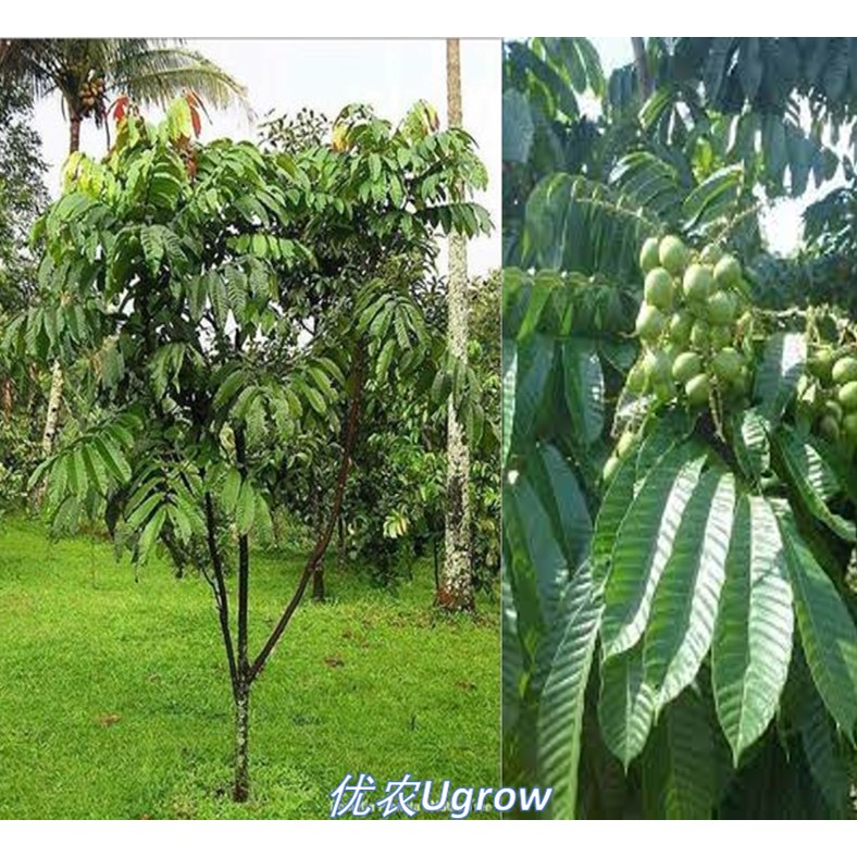 Buy Anak Pokok Longan MATOA Longan KRISTAL Longan Kasai Longan 