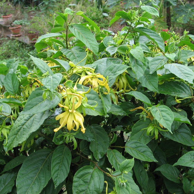 Kenanga / YlangYlang (Cananga odorata) Pokok Hidup / Live Plant
