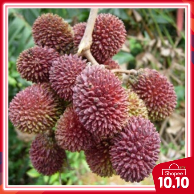 Anak POKOK PULASAN pokok tut senang jaga bajakan utk berbuah awal