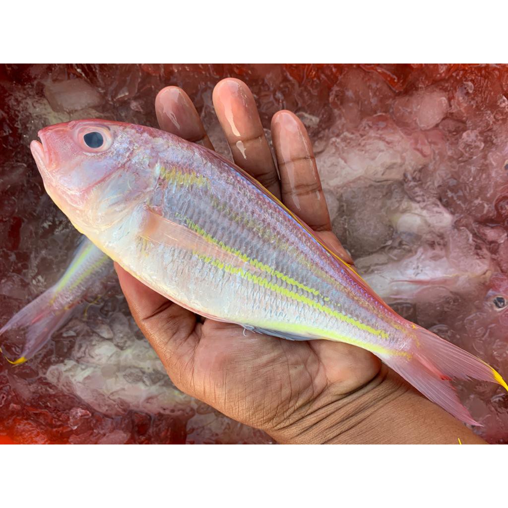  IKAN  KERISI KUNING 500gram Shopee Malaysia 