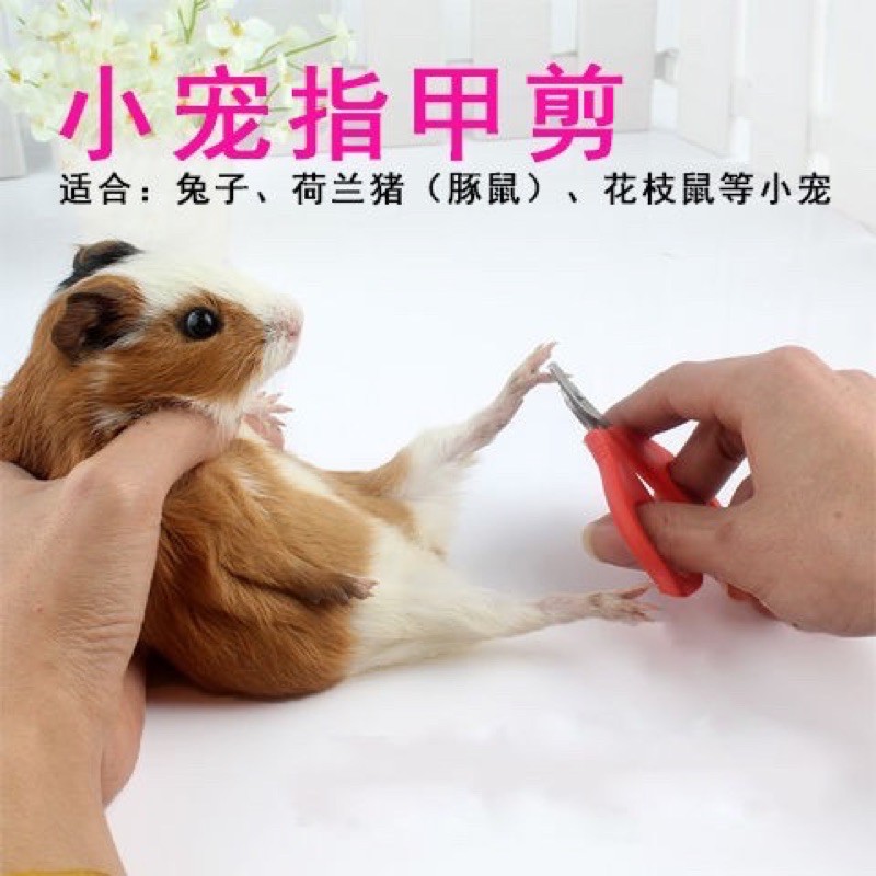 Small Pet Nails Cutter 蜜袋鼯指甲刀松鼠用品剪指甲剪防剪伤仓鼠刺猬龙猫花枝鼠土拨鼠 Shopee Malaysia