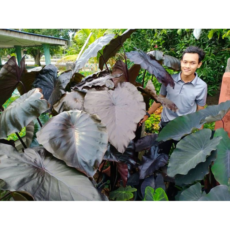 Alocasia Black Coral Shopee Malaysia