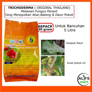 10pcs biji benih betik sekaki Semai je senang cambah dlm 