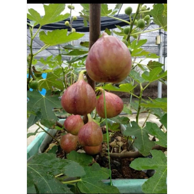 Buy Fig Tree Pokok Buah Tin Fruits æ— èŠ±æžœè‹— Ready Stock Seetracker Malaysia