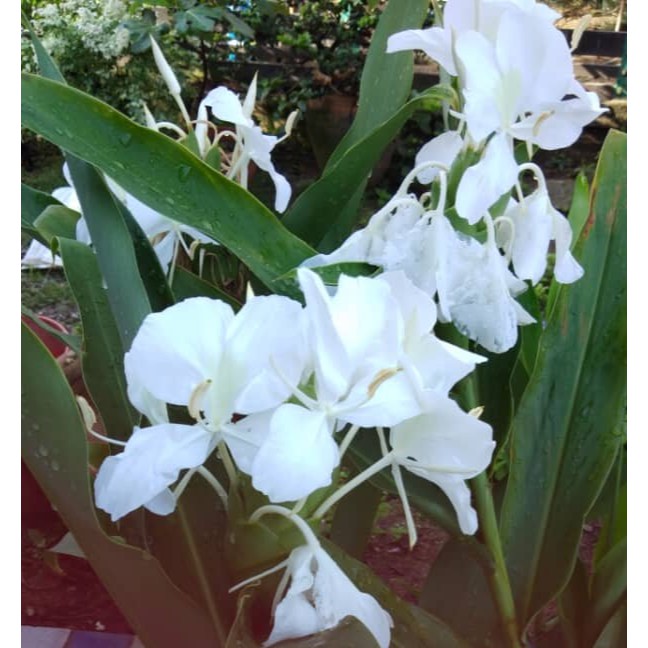 White Ginger Lily Plant Butterfly Lily Pokok Gandasuli Shopee Malaysia