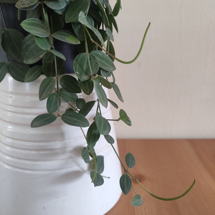 Buy Dischidia Ovata Watermelon Trailing Live Indoor Plant Pokok Tanaman Hiasan Gantung Seetracker Malaysia