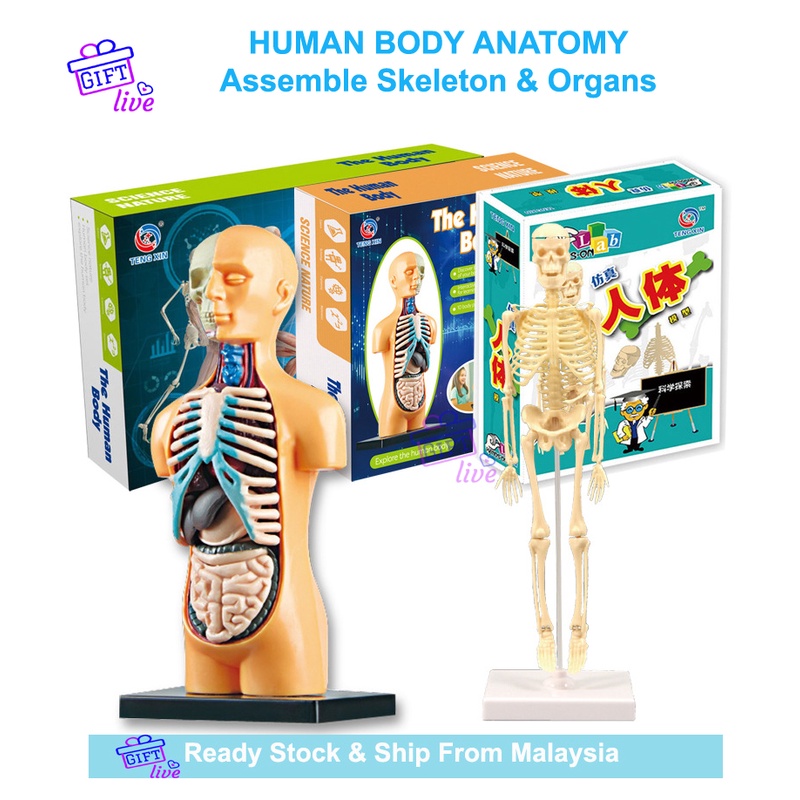 Human Body Anatomy Skeleton & Organ DIY Assembly STEM STEAM Science experiment kit |Sains Badan Mainan kanak人体器官骨骼模型DIY