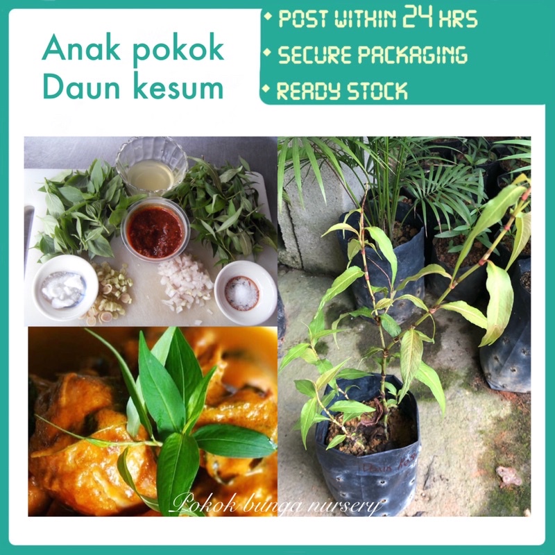 PBN anak pokok daun kesum laksa leaf Vietnamese cilantro coriander
