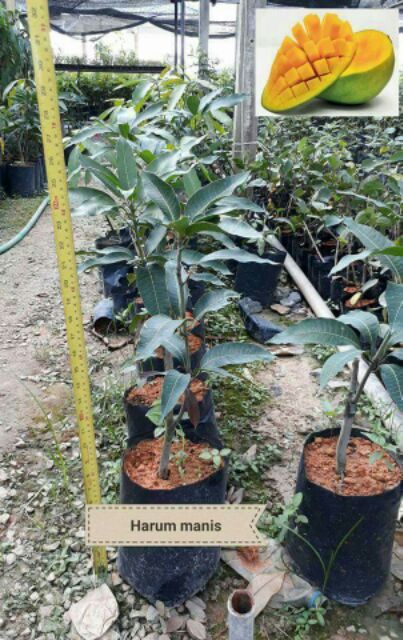 POKOK MANGGA HARUM MANIS HYBRID  Shopee Malaysia