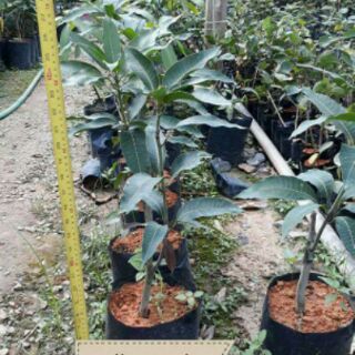 POKOK MANGGA HARUM MANIS HYBRID | Shopee Malaysia