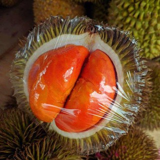 Ready Stock Anak Pokok Durian Bantal Emas Raja Maoshan Dicangkokkan Dan Ditanam Pada Tahun Yang Sama Tanaman Pasu Di Shopee Malaysia