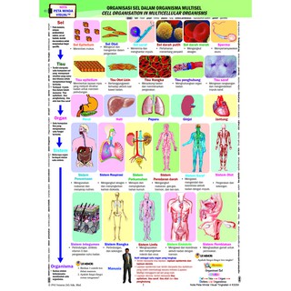 Riang Belajar KSSM Biologi Tingkatan 4 (DLP)  Shopee Malaysia