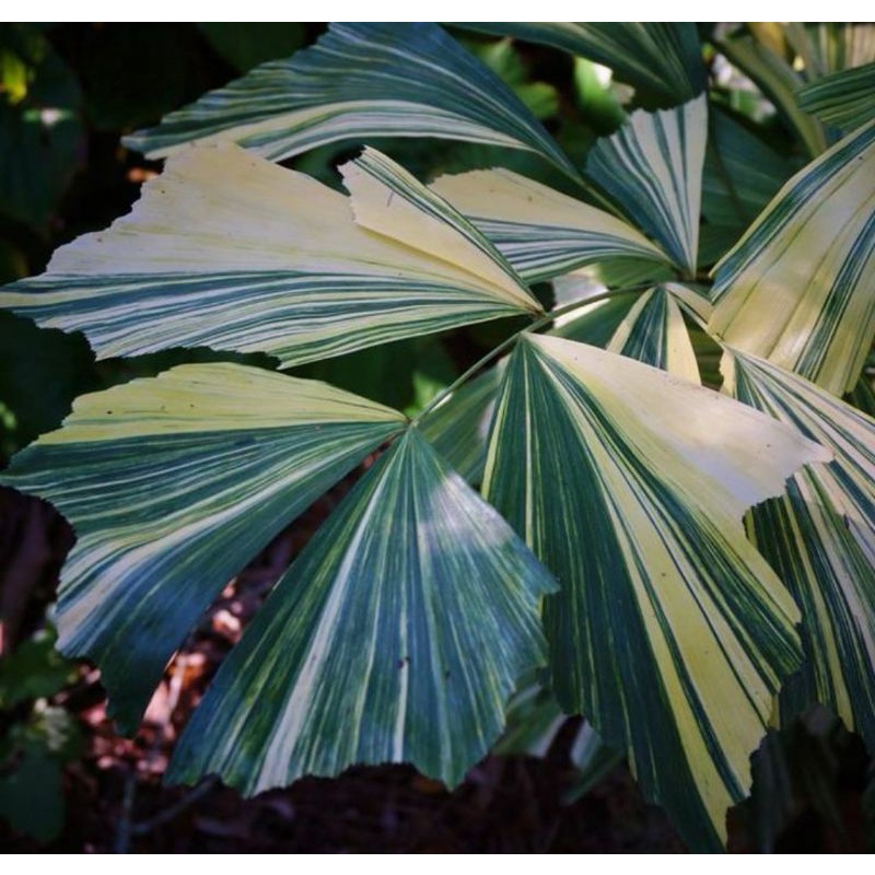 Pokok Fishtail Palm Variegated / Caryota Mitis Variegated {Ready stock}