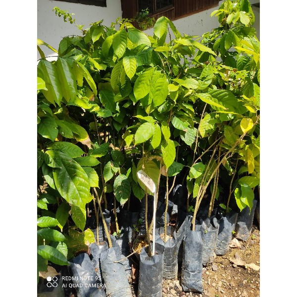 BENIH POKOK DUKU KAMPUNG (BIJI) | Shopee Malaysia