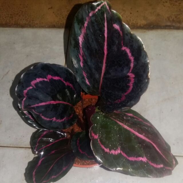 Pokok Hiasan Daun Lebar Line Purple Shopee Malaysia