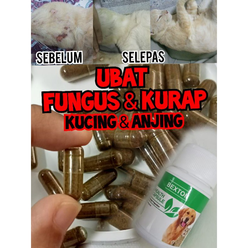 Buy 1BIJI - Ubat Fungus Kurap Kucing Anjing  SeeTracker Malaysia