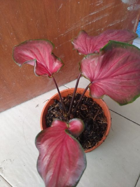 Ready Stok Keladi Minyak Sepokok Shopee Malaysia