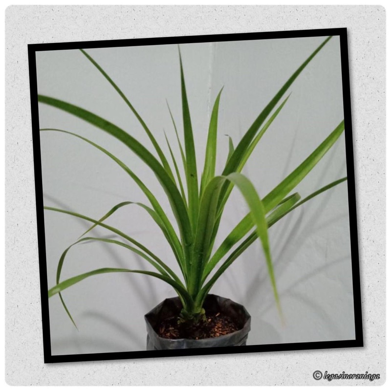Buy Anak Pokok Pandan Bukit Pandanus Amaryllifolius Seetracker Malaysia