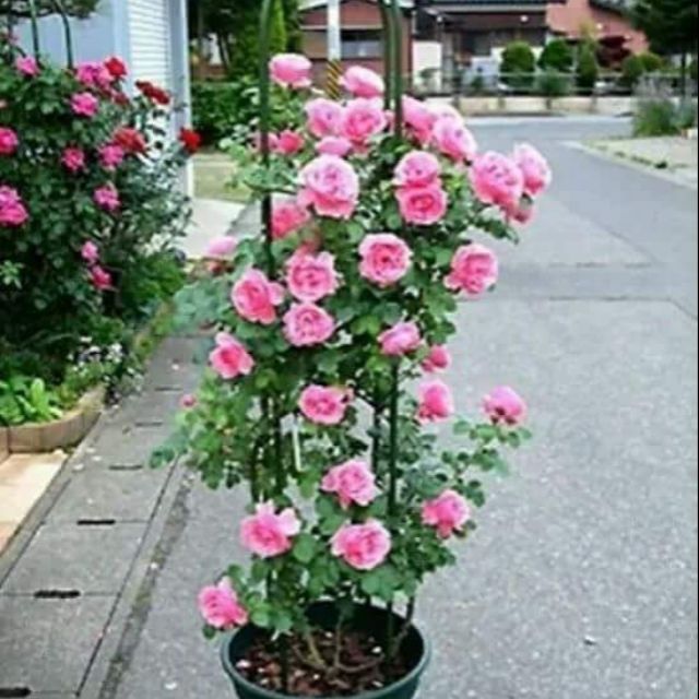 Pokok Bunga  Ros Menjalar 