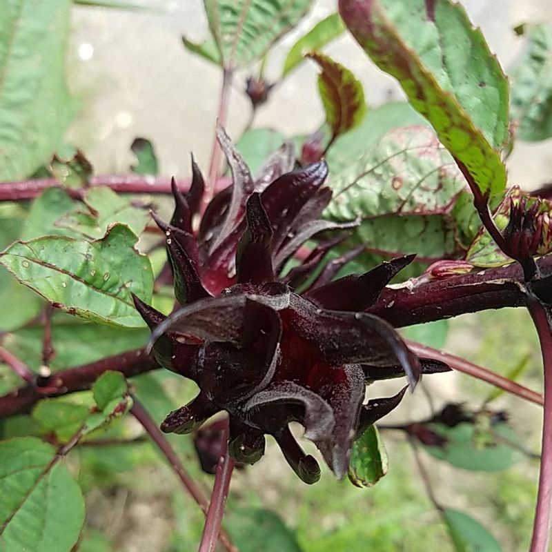 10 biji buah rozel arab buah besar fresh | Shopee Malaysia