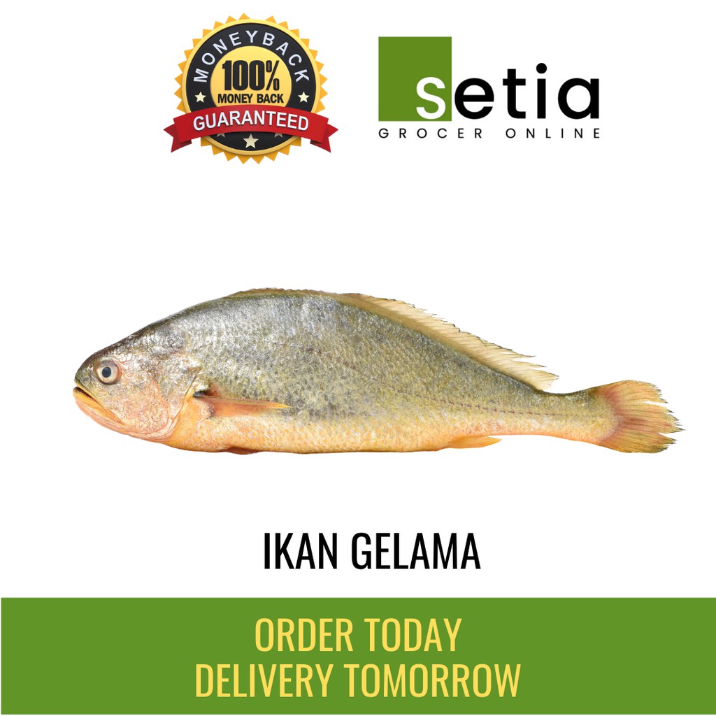 Ikan gelama