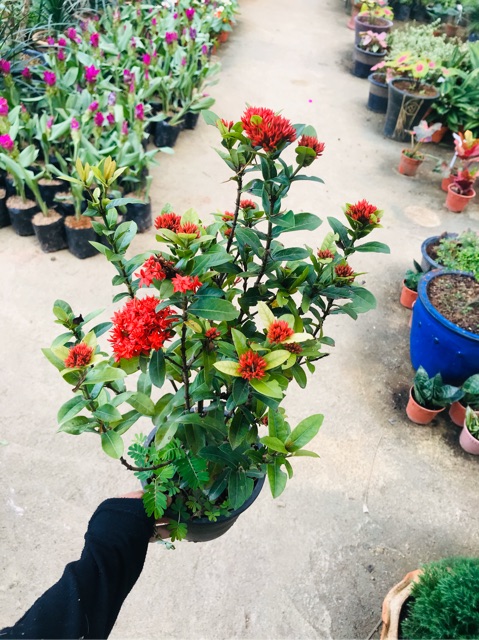 Buy Ixora Rose Bunga Jejarum Bunga Tudung Periuk Merah Seetracker Malaysia