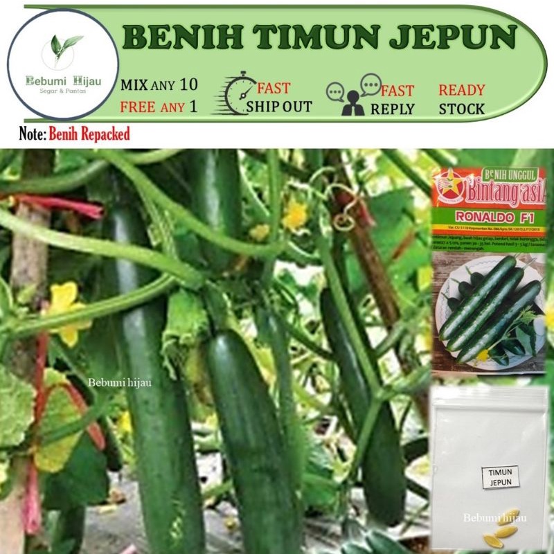 3 biji benih TIMUN JEPUN japan cucumber seeds rangup REPACKED sedap tak ...