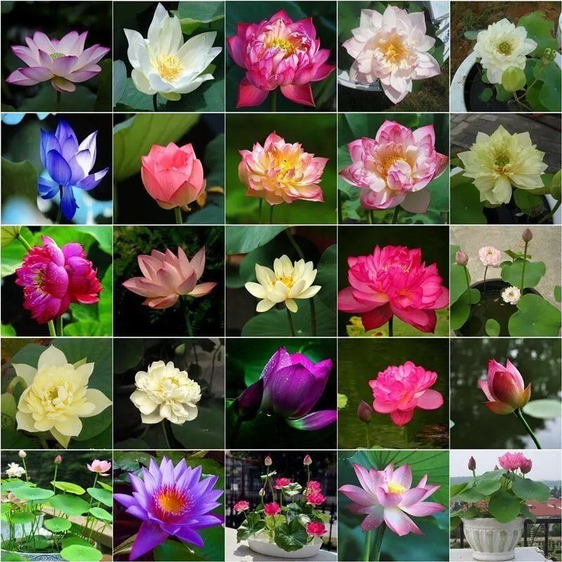 四季播种碗莲种子已开口水培植物睡莲荷花种子盆栽绿植花卉种子 Shopee Malaysia