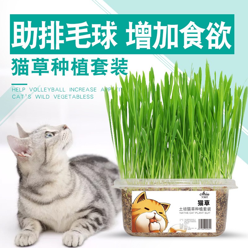 网红推荐无土栽培猫草懒人水培猫草去毛球助消化猫零食一件代发 Shopee Malaysia