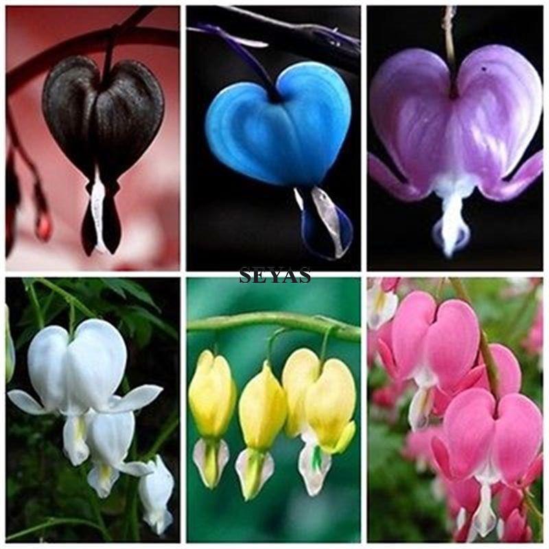 20 Seeds Flowering Plant of Romance VALENTINE Dicentra Spectabilis Seeds