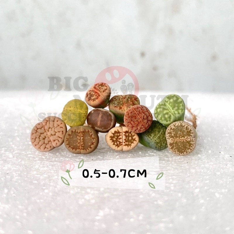 Buy 1pc Lithops Mix Colourful 混色生石花succulent Live Plant Stone Cactus彩色彩混 屁股 Pplithops Bigmouth Garden石头玉多肉植物石头植物 Seetracker Malaysia