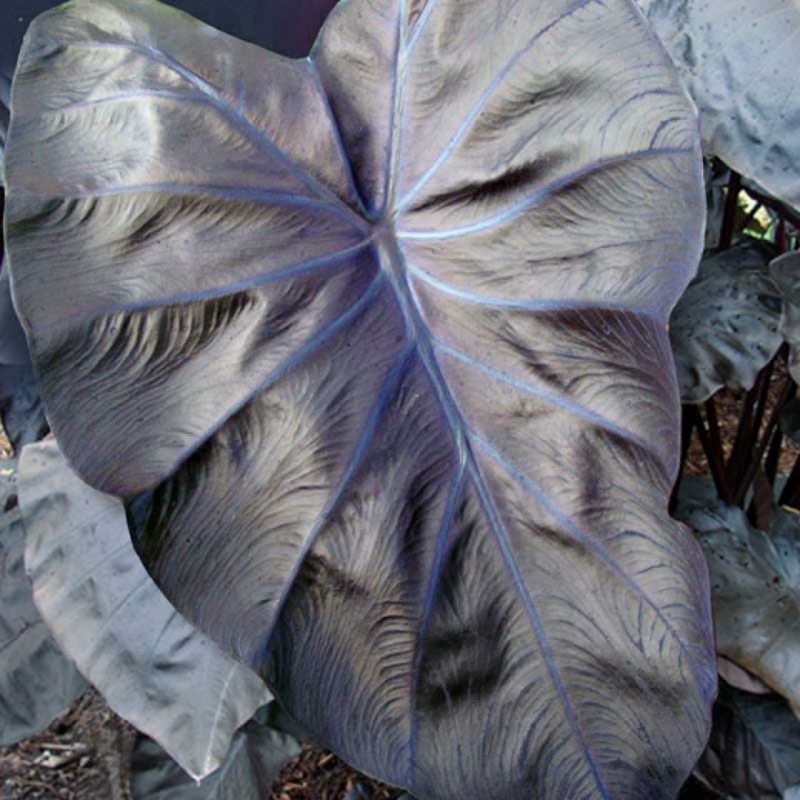 Keladi Alocasia Black Coral Dan Black Magic Shopee Malaysia
