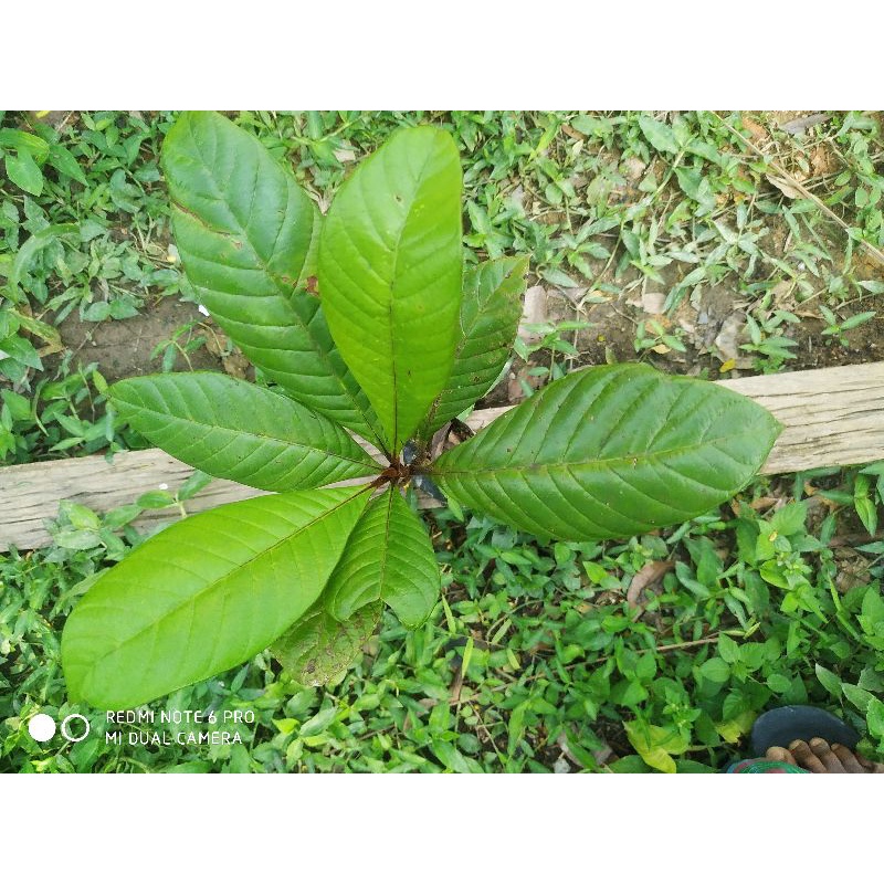 Gutta percha / Nyatoh taban merah / Palaquium gutta) Shopee Malaysia