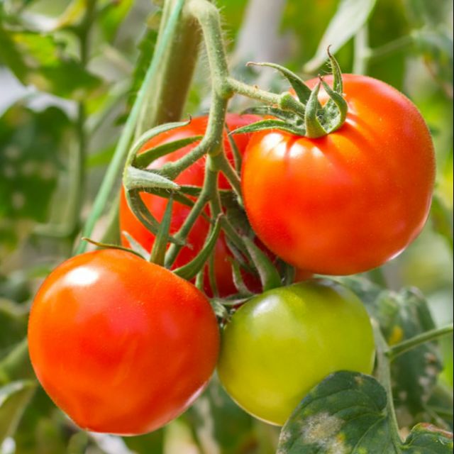 Murah Anak Pokok Tomato Sedang Berbunga Shopee Malaysia