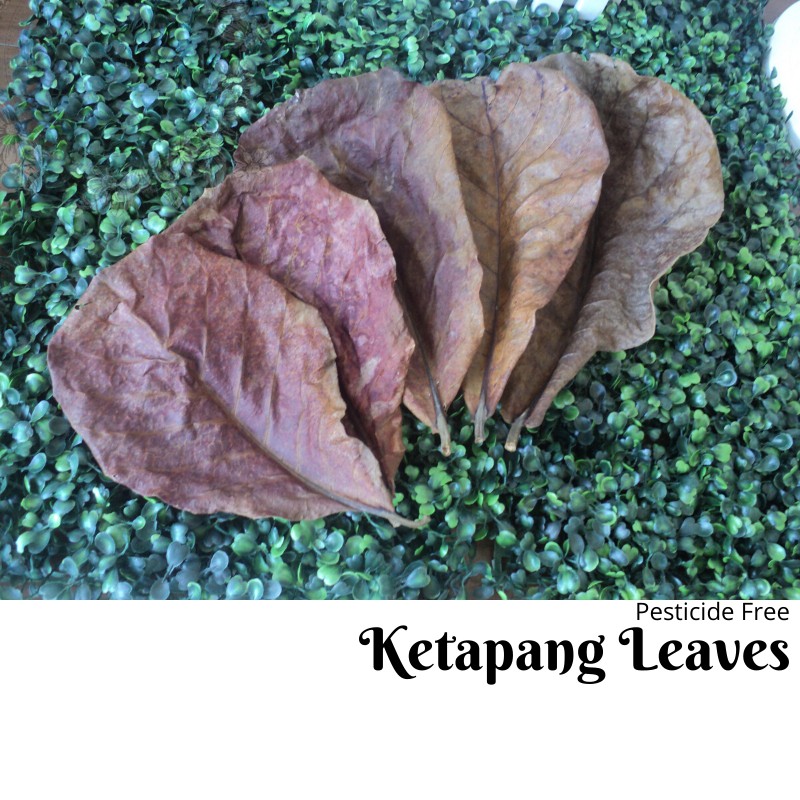 Buy Ketapang Leaves Daun Ketapang Daun Ikan Laga Betta Spawning Leaves 5 7 Inch Seetracker Malaysia