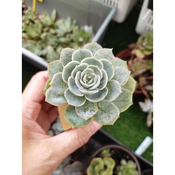 蓝色惊喜5 6cm 单头无土echeveria Blue Surprise 景天科拟石莲花属多肉植物 Shopee Malaysia