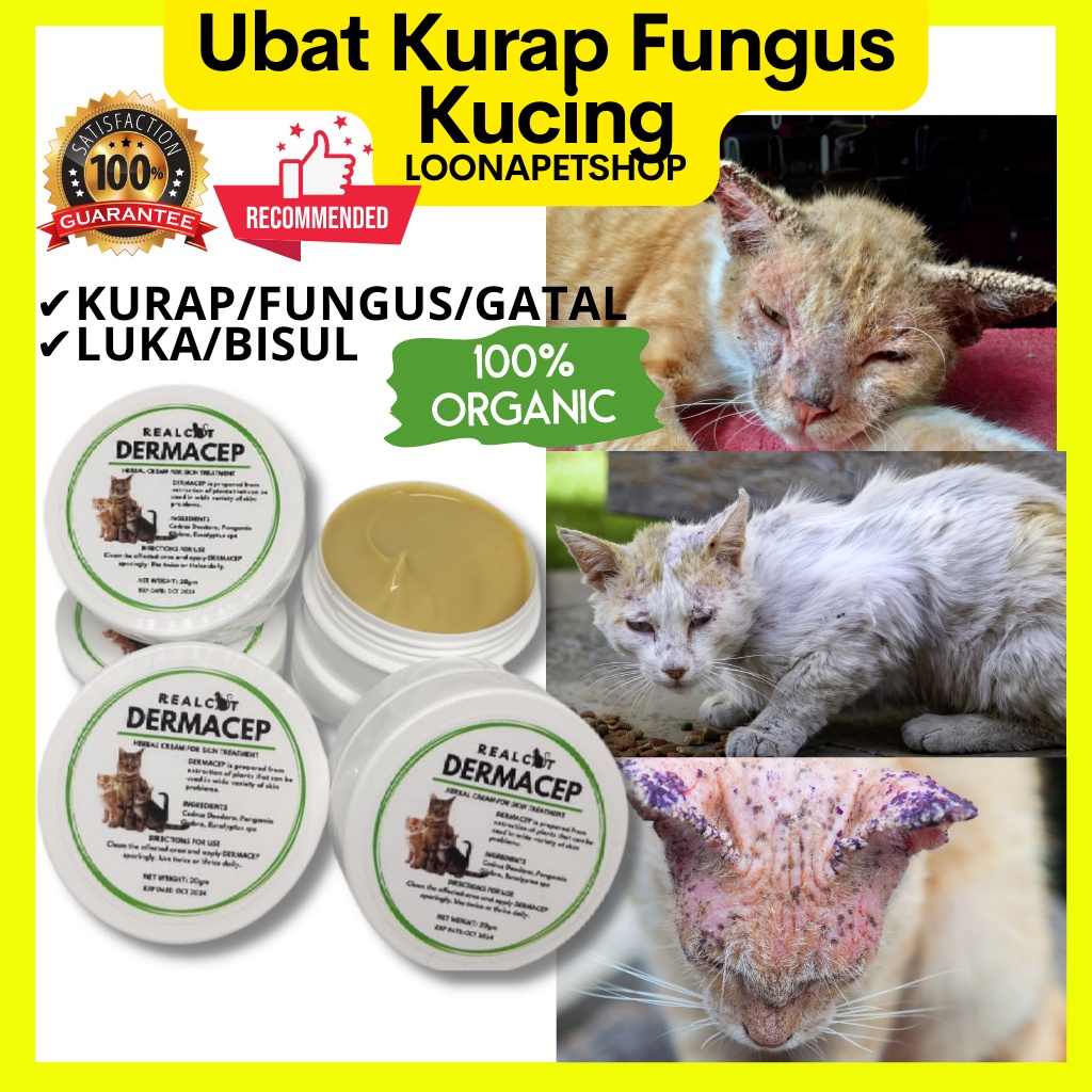 Ubat Kurap Kucing Fungus Kucing Gatal Kucing Cat Fungus Cream Krim