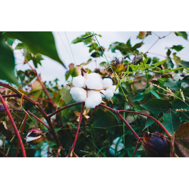 Anak Pokok Kapas Putih - White Cotton Plant | Shopee Malaysia