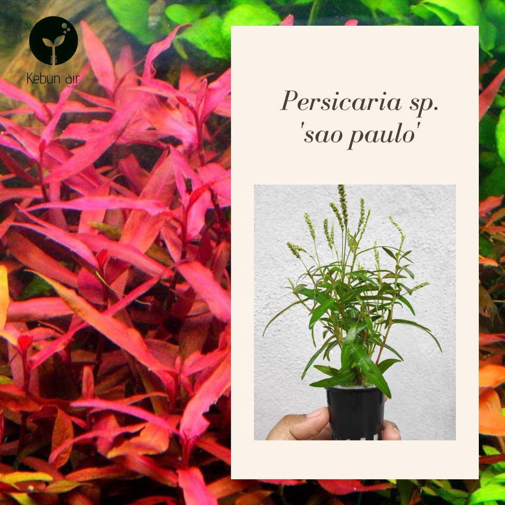 (WHOLESALE)Aquarium plants Aquatic plants Persicaria sp Sao Paulo