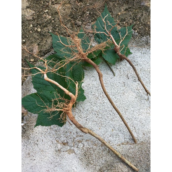 Buy Akar Pokok Senduduk Kecil Murah 3pcs Rm2 Seetracker Malaysia
