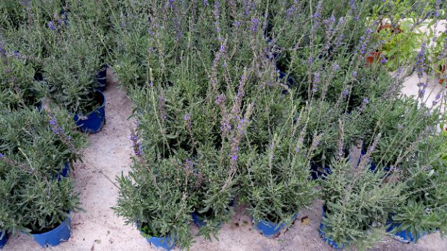 Buy Anak Pokok Bunga Herba Lavender Live Plants Lavender Herb 