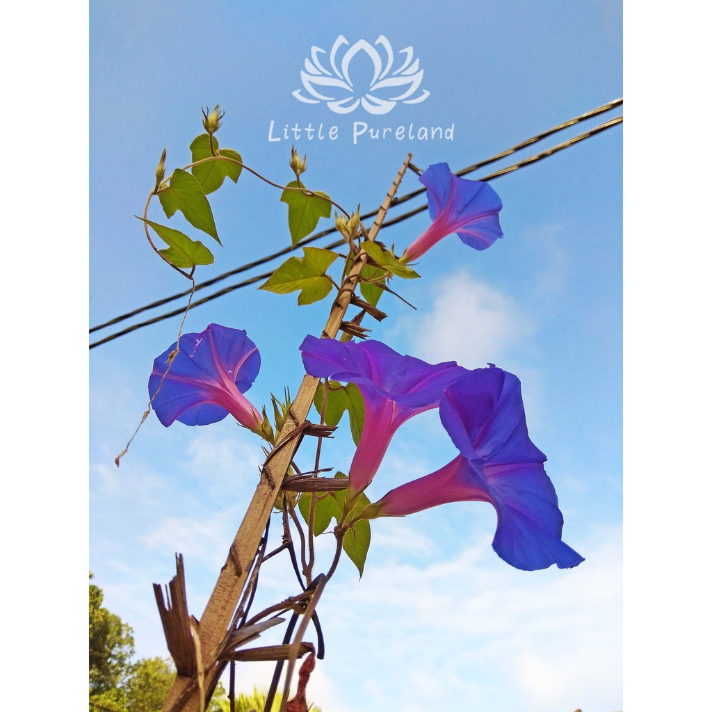 Ready Stock Outdoor Garden Anak Pokok Bunga Seri Pagi Morning Glory 牵牛花